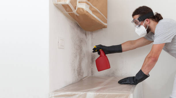 Professional Attic Mold Remediation technician working in Medina, WA